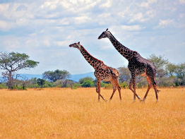 kilimanjaro giraffer